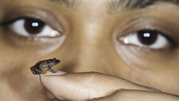 Sieben neue Mini Frösche entdeckt tierwelt ch TierWelt