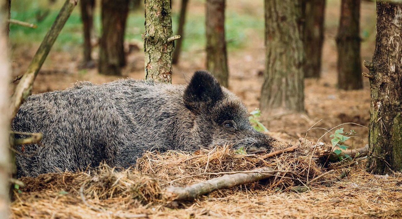 So Schlafen Und Ruhen Wildtiere Im Wald Tierwelt Ch TierWelt