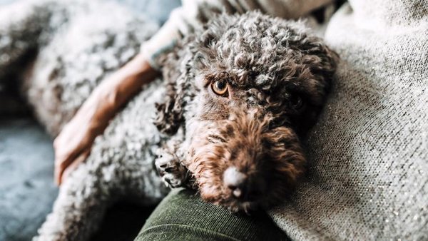 So Alt Ist Ihr Hund In Menschenjahren Tierwelt Ch TierWelt