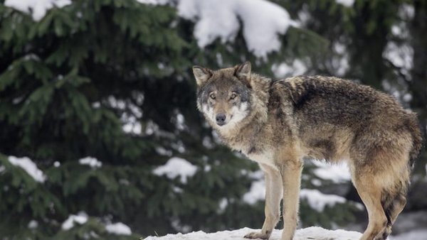 Bund hält an Berufung gegen Wolfsabschuss fest tierwelt ch TierWelt