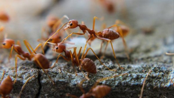 Boom Mit Ameisen Als Haustiere Bedroht Artenvielfalt Tierwelt Ch