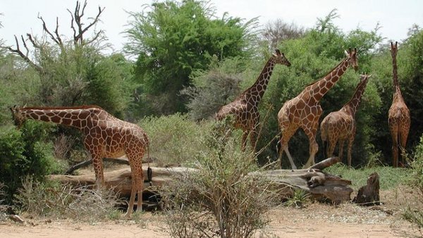 Leben für Artenvielfalt tierwelt ch TierWelt