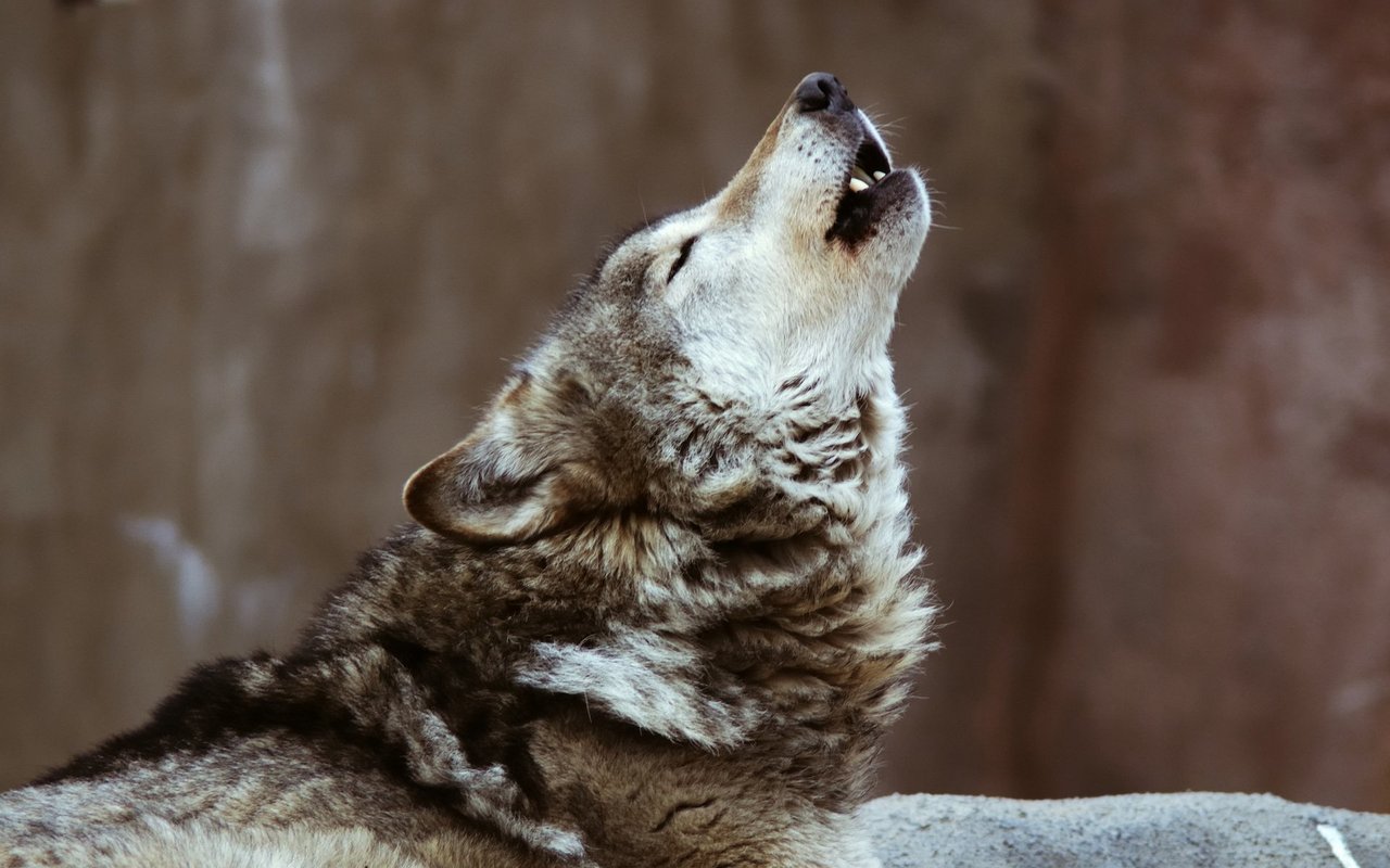 Sieben verschiedene Geräusche unterscheidet man, die der Wolf von sich geben kann. Heulen ist eines davon.