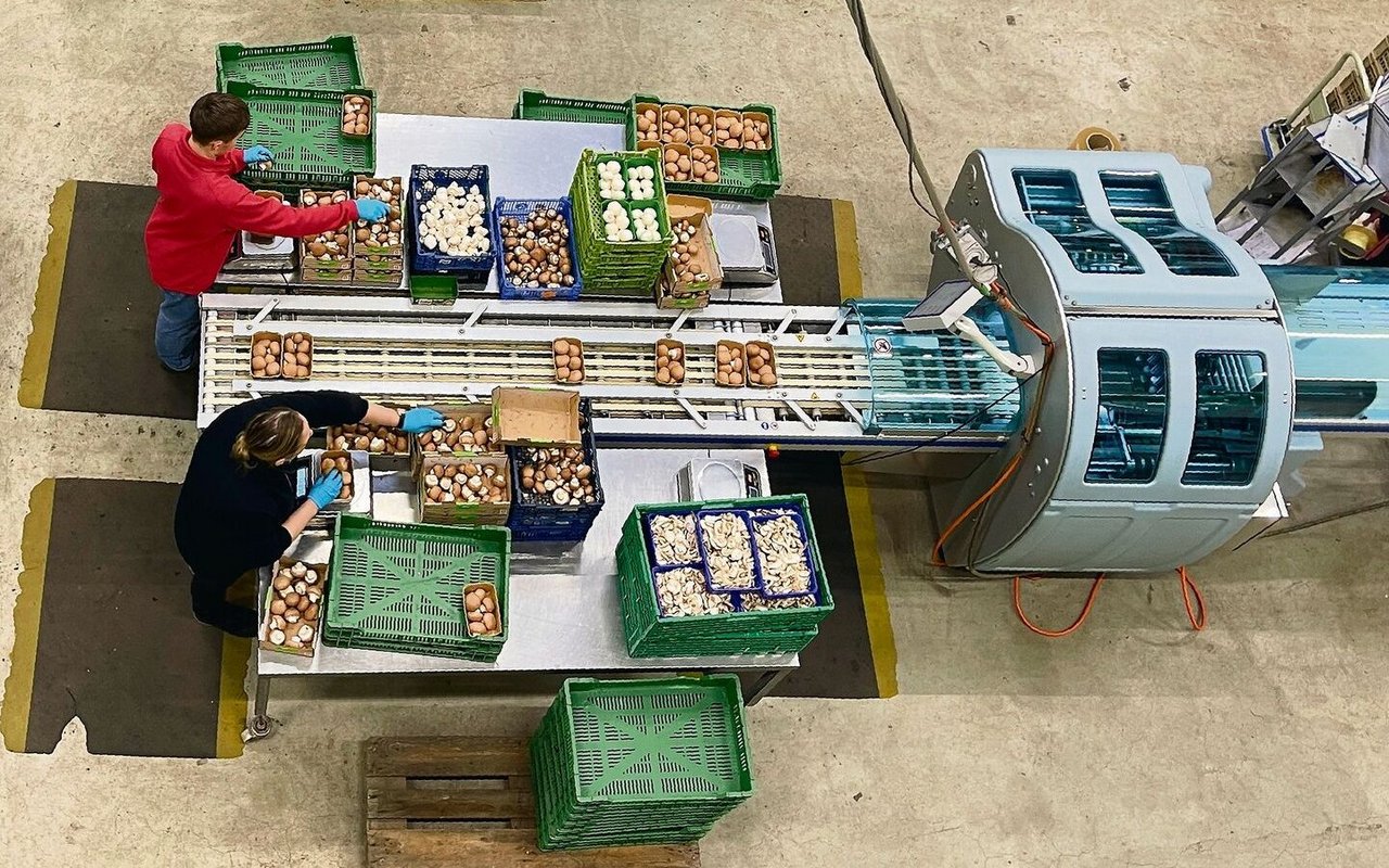 Pro Woche werden in Wauwil 100 Tonnen Champignons produziert und verpackt.