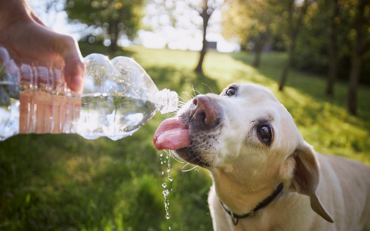 Wie Menschen müssen auch Tiere bei Hitze genügend trinken.