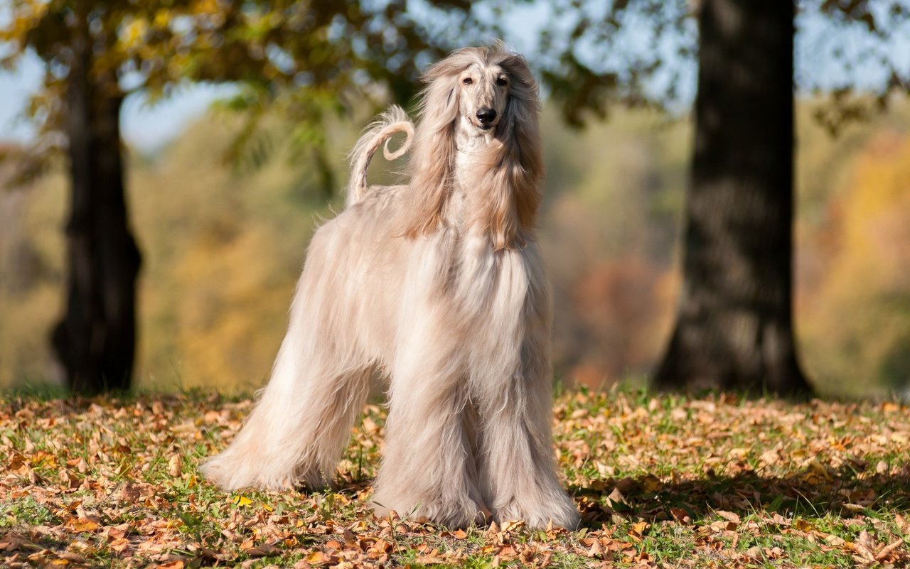 Spätestens ein wehendes Lüftchen verleiht diesen Hunden einen majestätischen Look. 