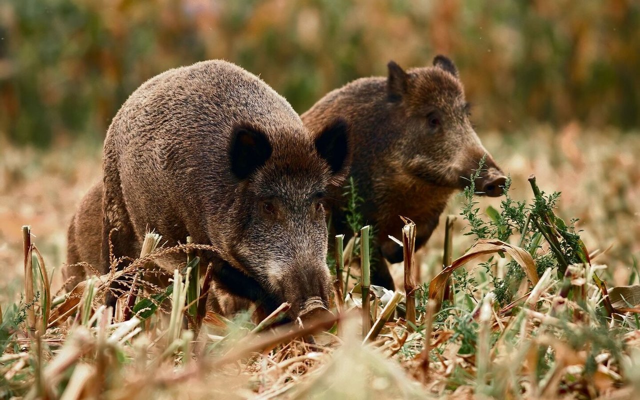 Das Wildschwein auf dem Feld.