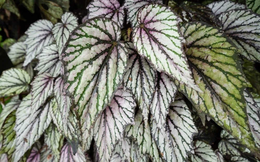 Auch dies ist eine Königsbegonie (Begonia rex). 