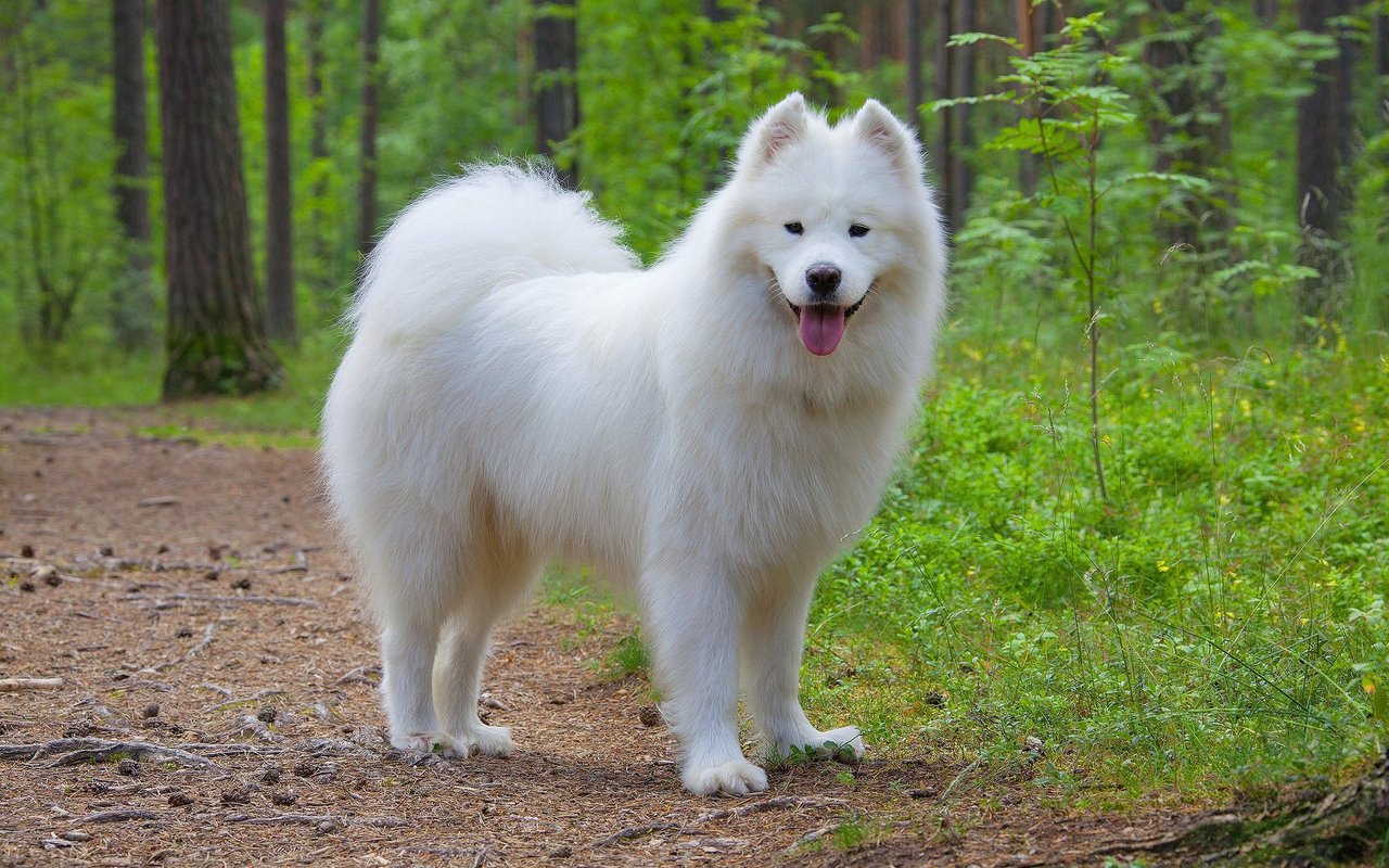 Der Samojede besticht mit schneeweissem Fell, robustem Körperbau und seinem typischen «Samojedenlächeln».