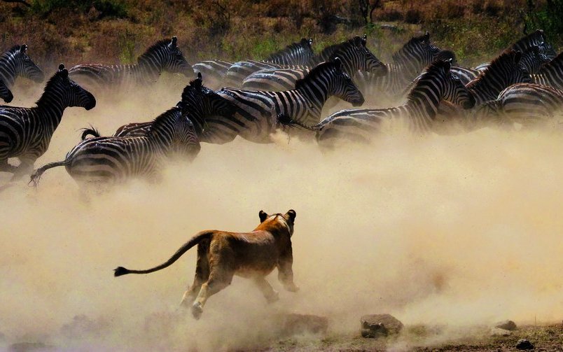 Löwinnen greifen überraschend eine Zebraherde an und fokussieren auf ein langsameres Tier.