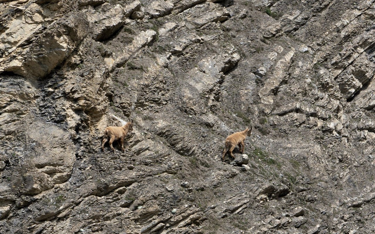 Junge Steinböcke am Felsen.