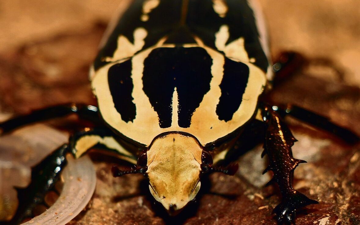 Mecynorhina torquata ugandensis