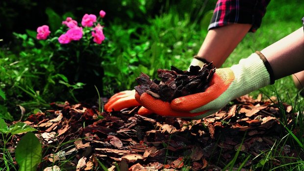 Mulch verhindert nic Mulch verhindert nicht nur das Wachstum von Unkraut, sondern dient je nach Material langfristig auch als Dünger.