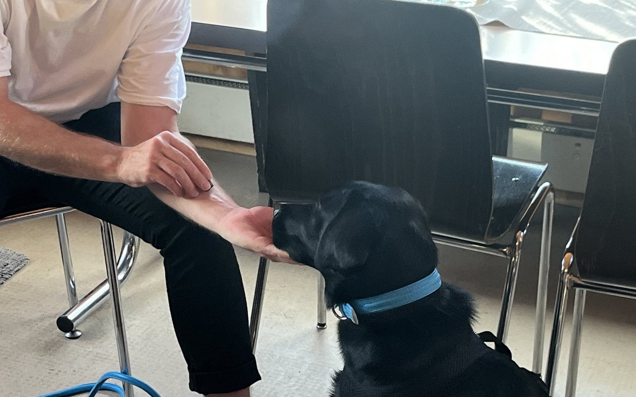 Der Hund soll seinen Kopf dauerhaft in die Hand ablegen - dies ist eine Grundübung des Medical Trainings.