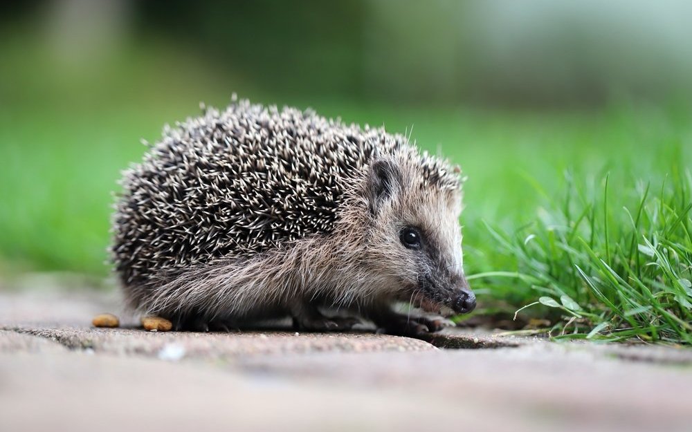 Seit Kurzem steht der westeuropäische Igel auf der Roten Liste der Weltnaturschutzunion (IUCN).