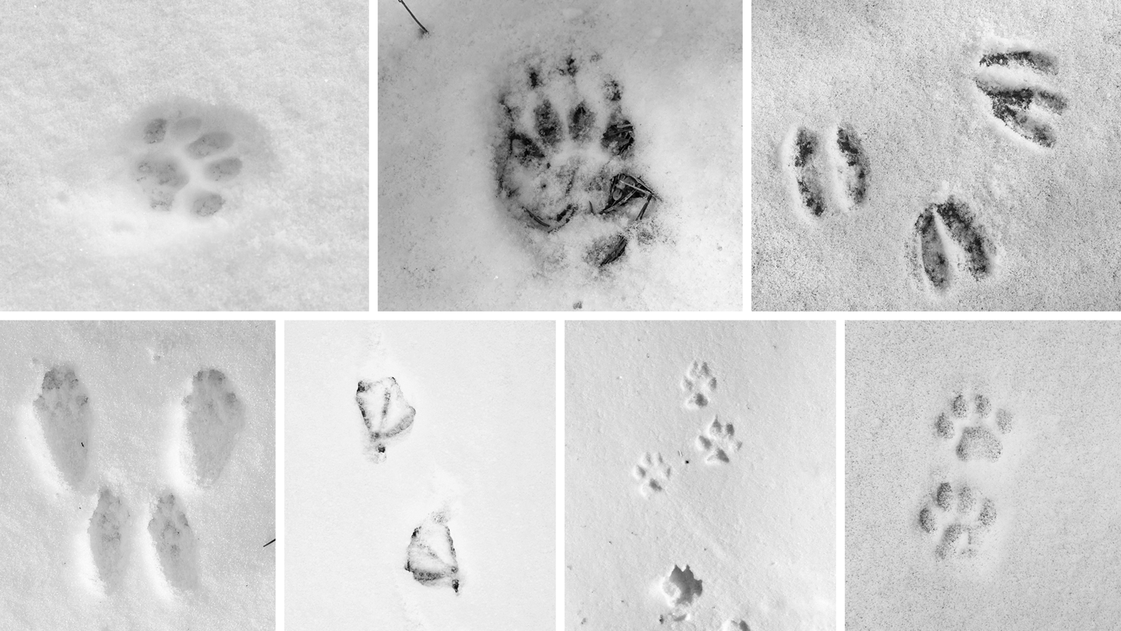 Tierspuren im Schnee identifizieren