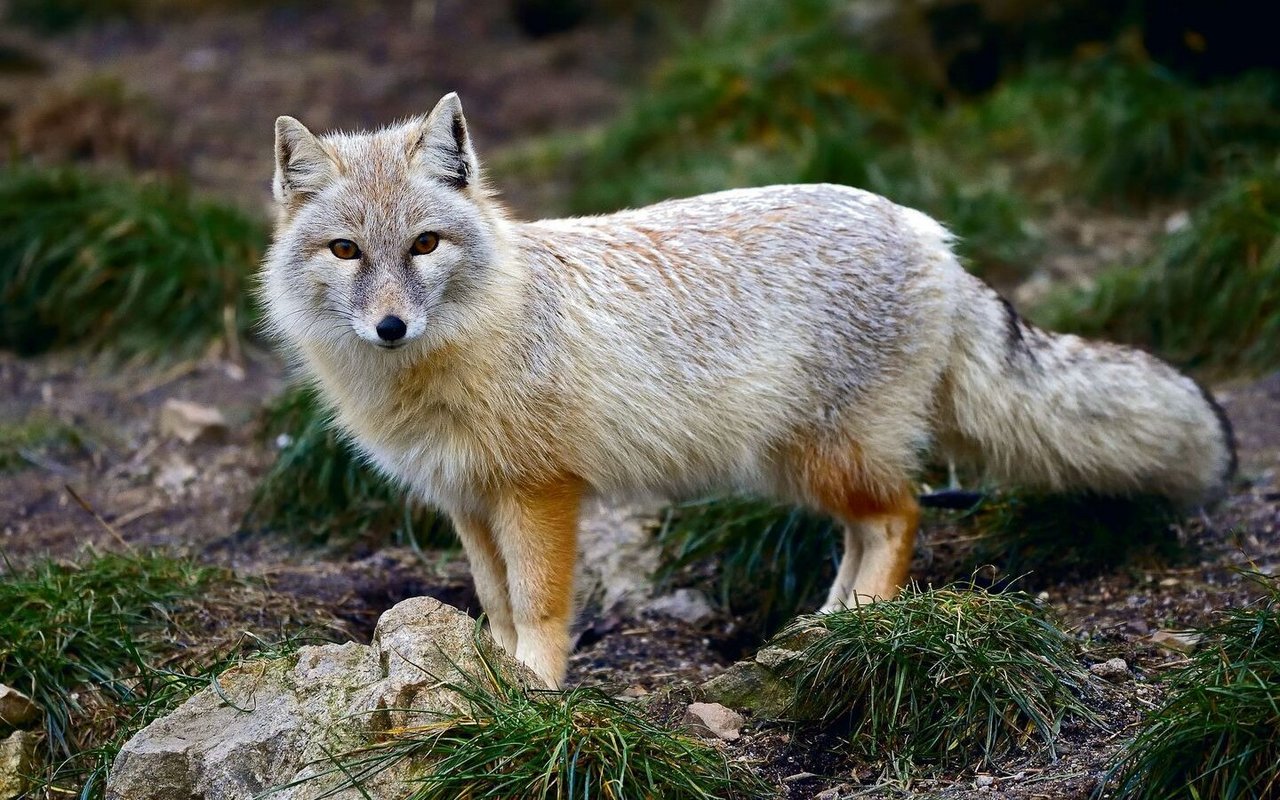 Steppenfuchs