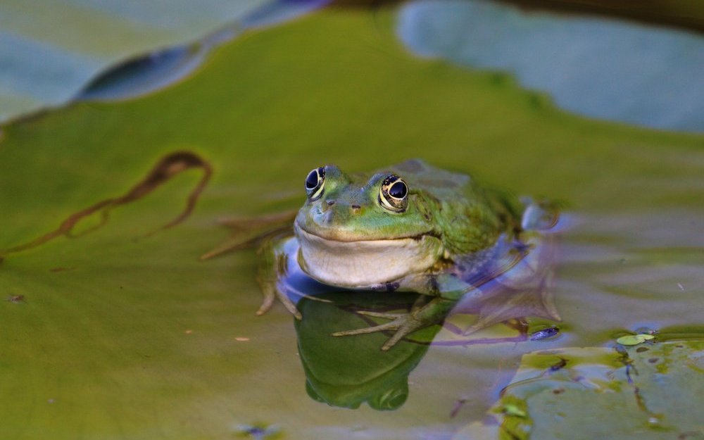 Frösche sind faszinierende Amphibien mit einer besonderen Lebensweise, die sich durch ihre Metamorphose, ihre Vielfalt an Anpassungen und ihre wichtige Rolle in Ökosystemen auszeichnet.