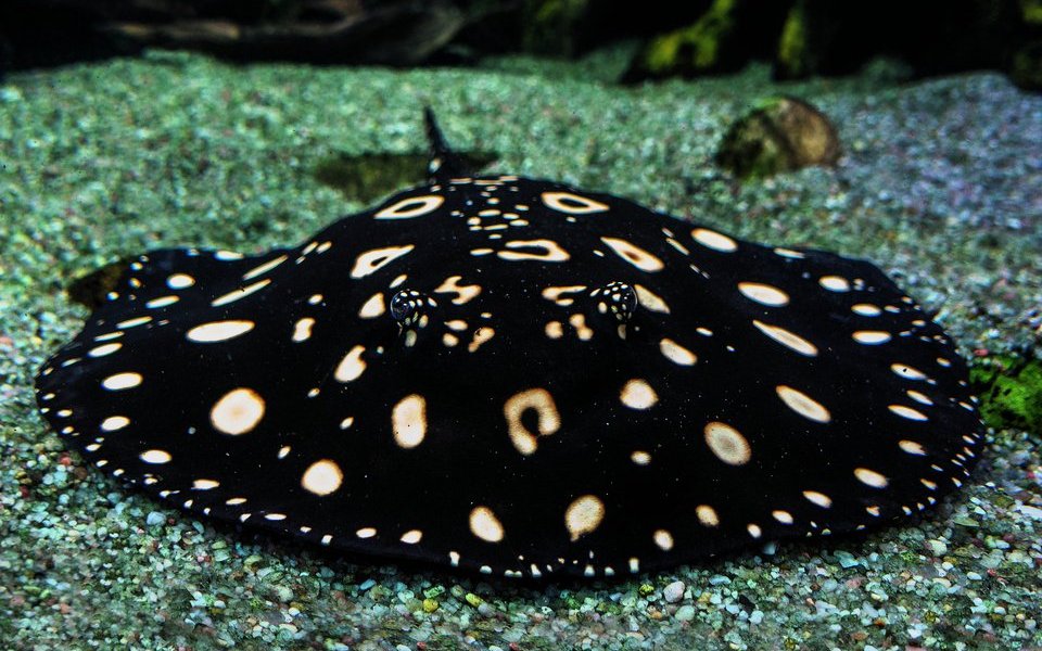 Leopolds-Stechrochen (Potamotrygon leopoldi) wurde zu Ehren von König Leopold III von Belgien nach ihm benannt. 