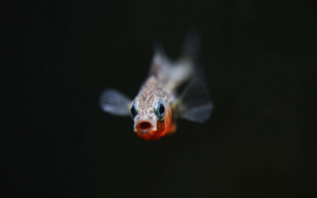 Stichlinge fressen Eier und Larven der im Bodensee heimischen Felchen.