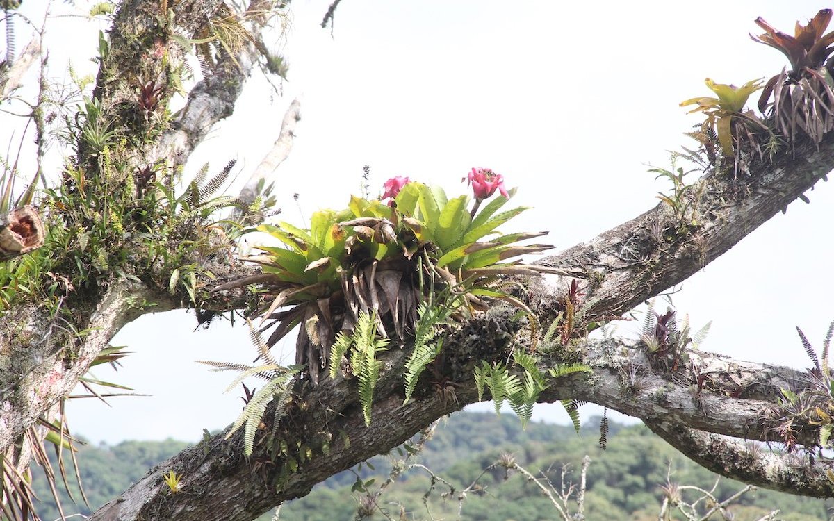 Auf diesem Ast eines abgestorbenen Baums im Atlantischen Küstenwald gedeihen Bromelien, Tillandsien, Farne und Orchideen. 