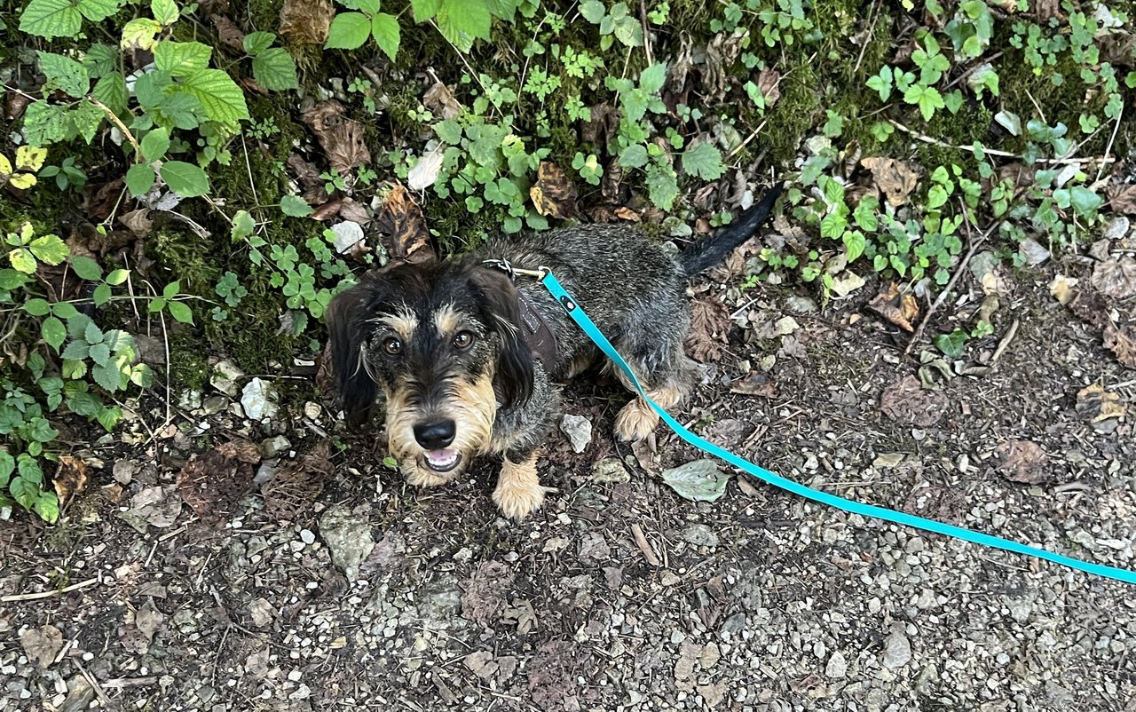 Der fast menschenleere Waldweg dem Doubs entlang passte Frieda optimal. Hier fühlt sie sich im Element.