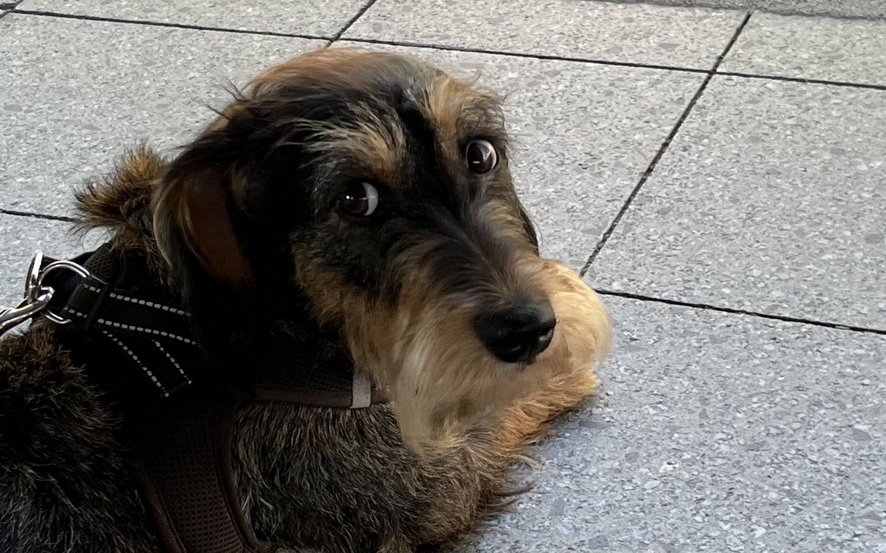 Geduldig wartet Frieda auf die S-Bahn nach Berlin Friedrichstrasse.