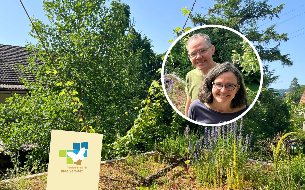 Maja und Oliver Hüftle haben auf dem Dach ihrer Einfahrt ein Insektenparadies mit ökologisch wertvollen Pflanzen geschaffen, um der Natur rund um ihr Haus mehr Raum zu geben.