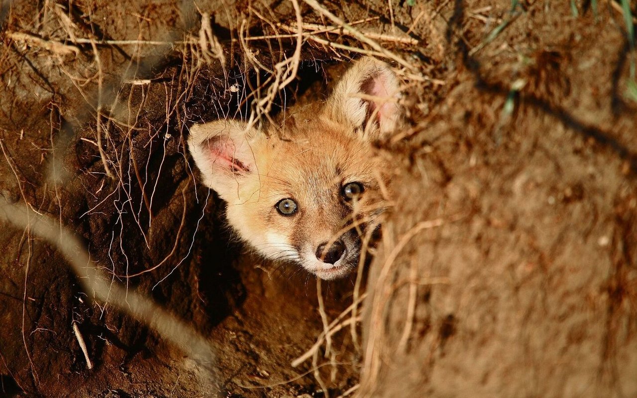 Der Fuchsbau ist nicht die einzige Hinterlassenschaft eines Wildtieres im Wald. 