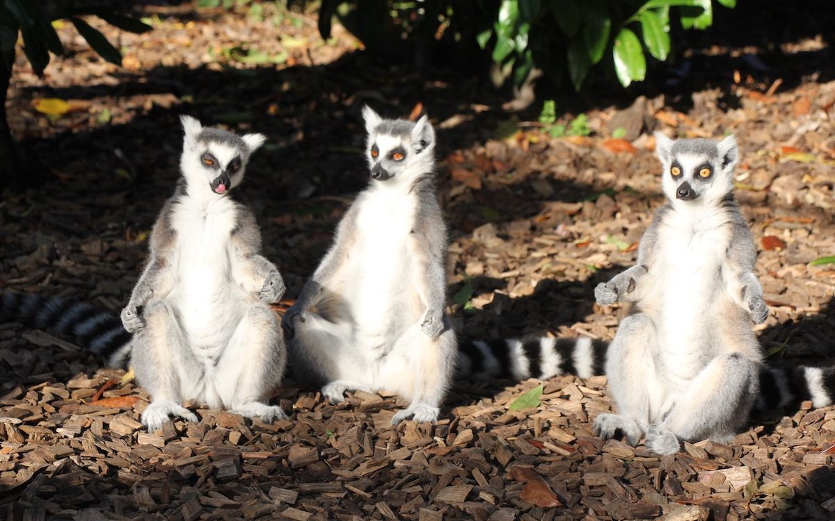 Die Kattas des Biopark Genf warten auf ihre neue Unterkunft. 