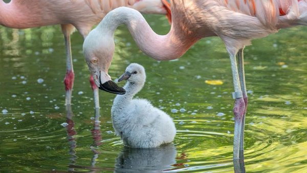 Fünf Flamingo-Küken geschlüpft I Tiergarten Schönbrunn 