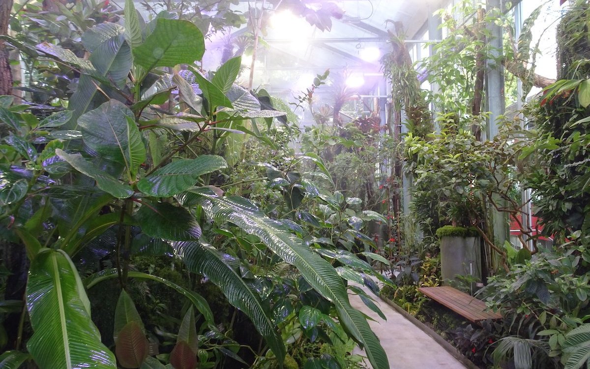 Anders als in den Tropen lassen sich die Pflanzen im Nebelwaldhaus des Botanischen Gartens Basel bequem vom Weg aus betrachten. 