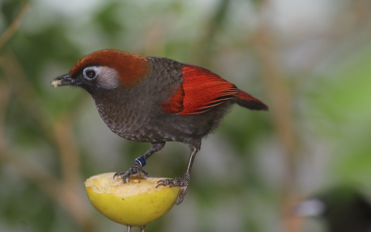 Manche Vögel, wie dieser Omeihäherling, verzehren Früchte und Insekten. Sie sind anspruchsvoll in der Haltung, schon alleine wegen ihrer Nahrungspräferenzen. 