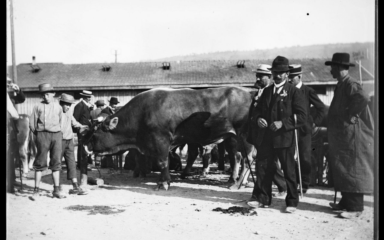 Der Zuger Stierenmarkt im Jahr 1897.