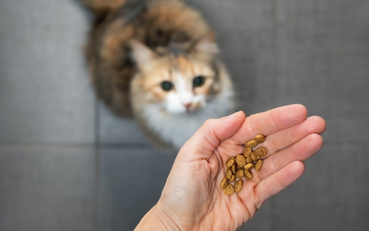 Der Schweizerische Tierschutz empfiehlt für Hauskatzen keine reine Trockenfutter-Ernährung, da die Tiere es gewohnt sind, viel Flüssigkeit durch die Nahrung aufzunehmen.