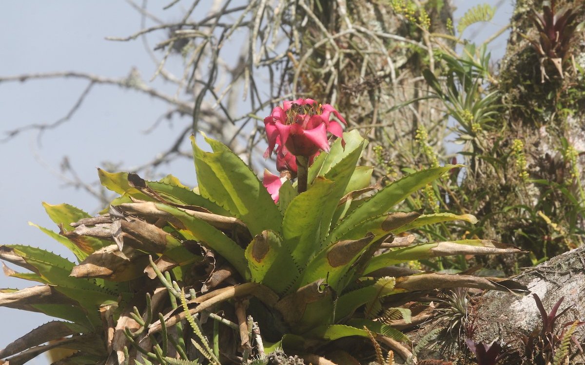 Bromelien sind beliebte Zimmerpflanzen und gedeihen epiphytisch. Hier ein Exemplar am Wildstandort im Atlantischen Küstenwald bei Juquitiba, Brasilien. Im Hintergrund sind noch die schnurähnlichen Triebe einer Rhipsalis-Art zu sehen. Dabei handelt es sich um einen epiphytischen Kaktus. 