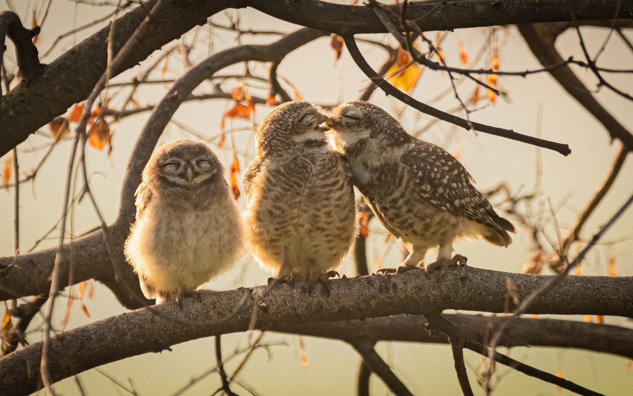 «Smooching owlets»(«Knutschende Eulen») gewann die Junior Kategorie