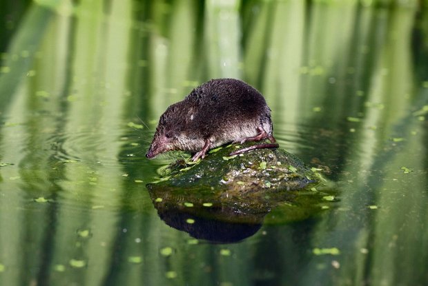 Damit Wasserspitzmäuse sich wohlfühlen an einem Ort, muss so einiges zusammenpassen.