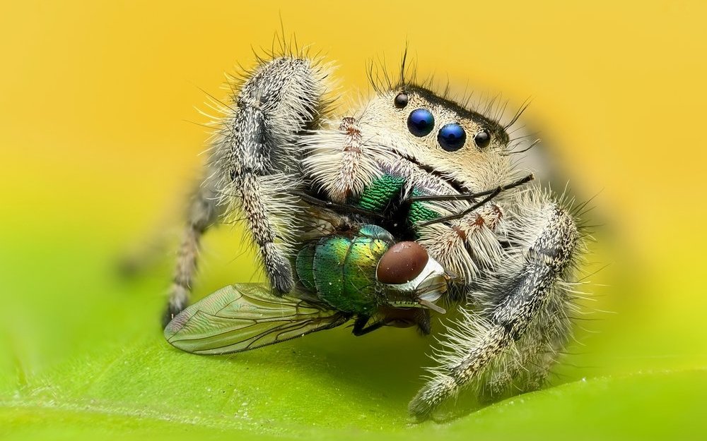 Springspinnen können Nahrung fangen, die bis 1.5 Mal so gross ist wie sie selbst.