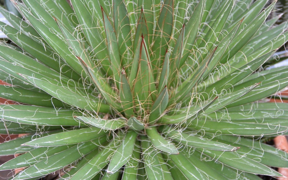 Sukkulente Pflanzen wie diese Agave filifera speichern Wasser in den Blättern. 