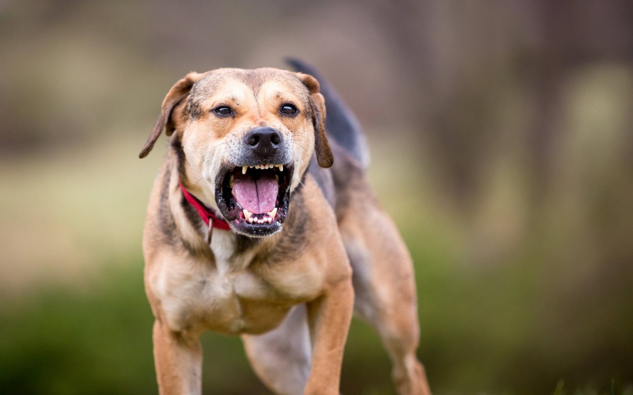 Verursachen Hunde einen Schaden, haften ihre Herrchen und Frauchen.