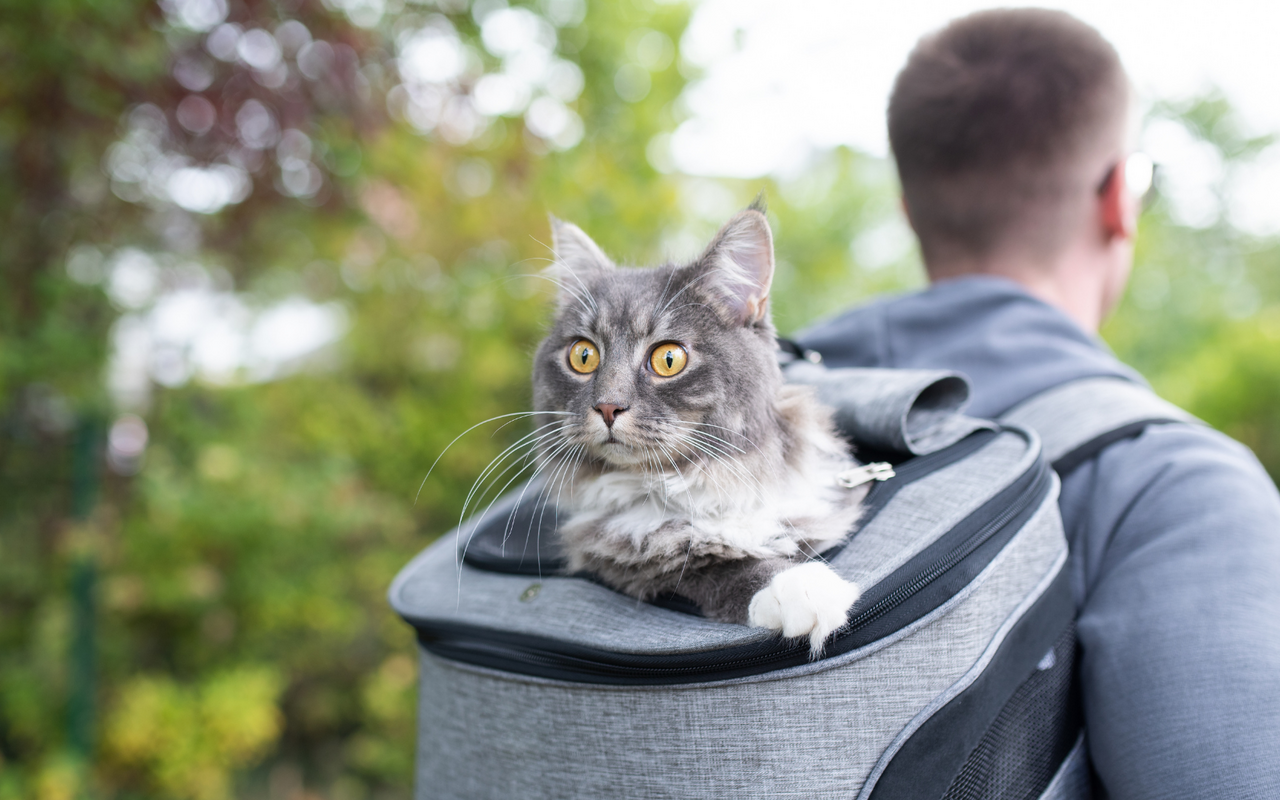 Eine wichtige Vorbereitung für das Wandern mit Katzen ist die Auswahl eines geeigneten Geschirrs. 