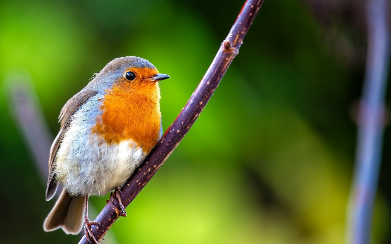 Das Rotkehlchen (Erithacus rubecula) 