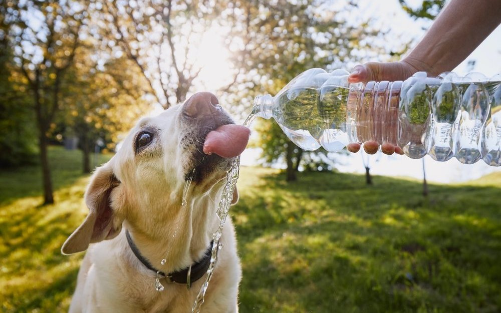 Ständiges Trinken empfiehlt sich!