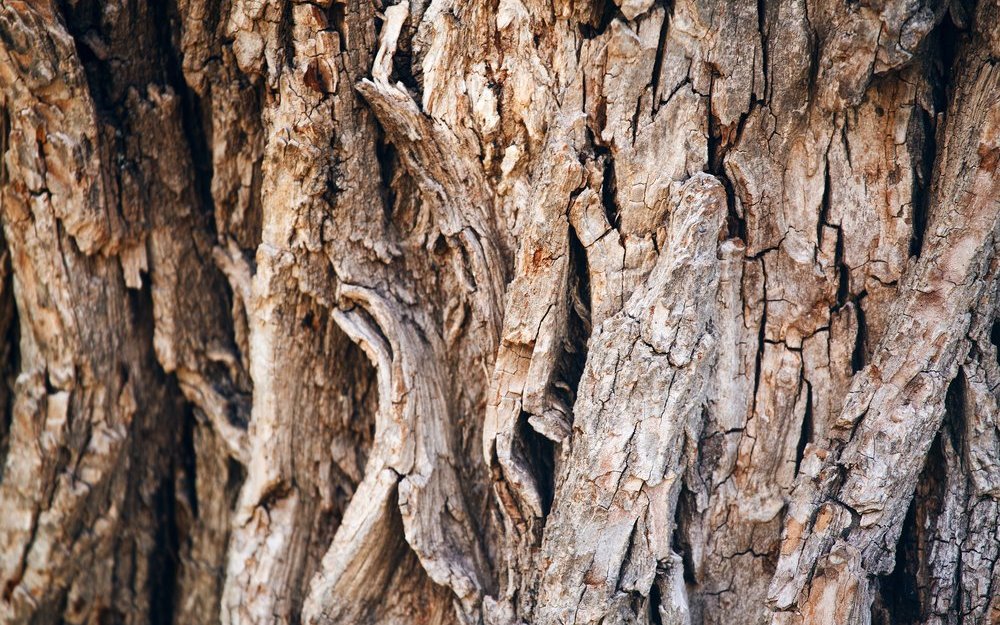 Alte Baumrinden bieten Verstecke für Insekten, daran siedeln sich zudem Flechten an. 