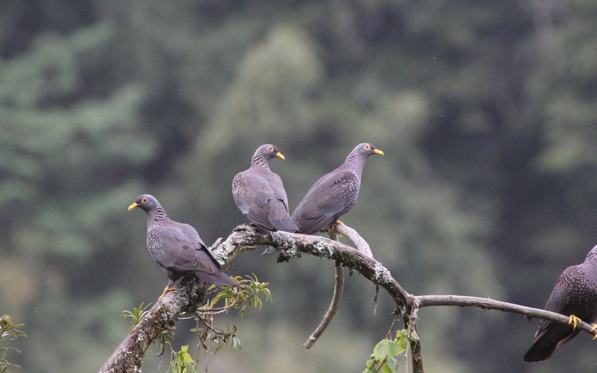 Olivetauben in Kenia. 