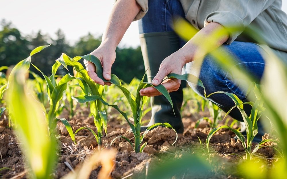 Das Berufsbild des Landwirten wurde deutlich vielseitiger in den vergangenen Jahren.