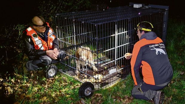 Mit solchen Lebendfallen werden ausgebüxte Hunde wieder eingefangen.