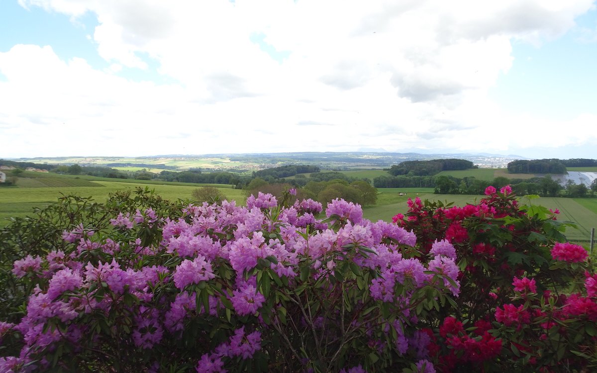 Über Rhododendron-Blüten reicht der Blick weit ins Waadtland. 