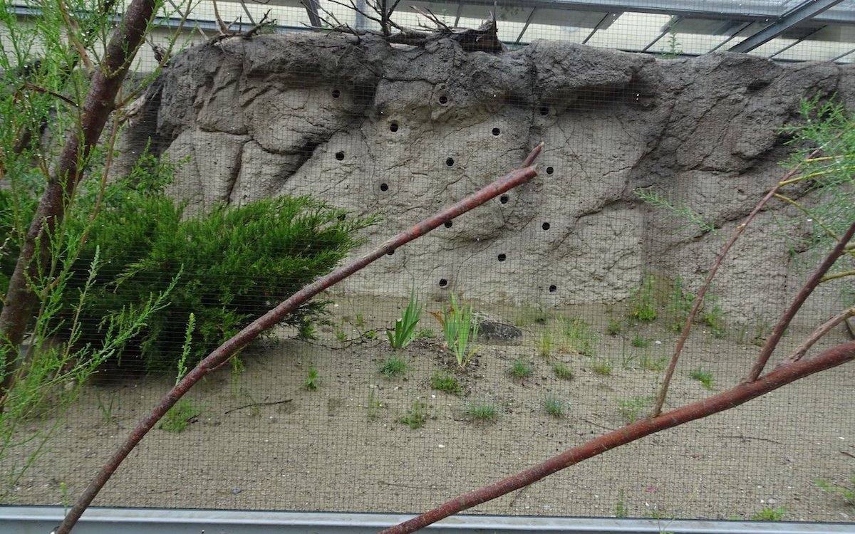 Bienenfresser im Tierpark Bern haben eine künstliche Brutwand zur Verfügung. 